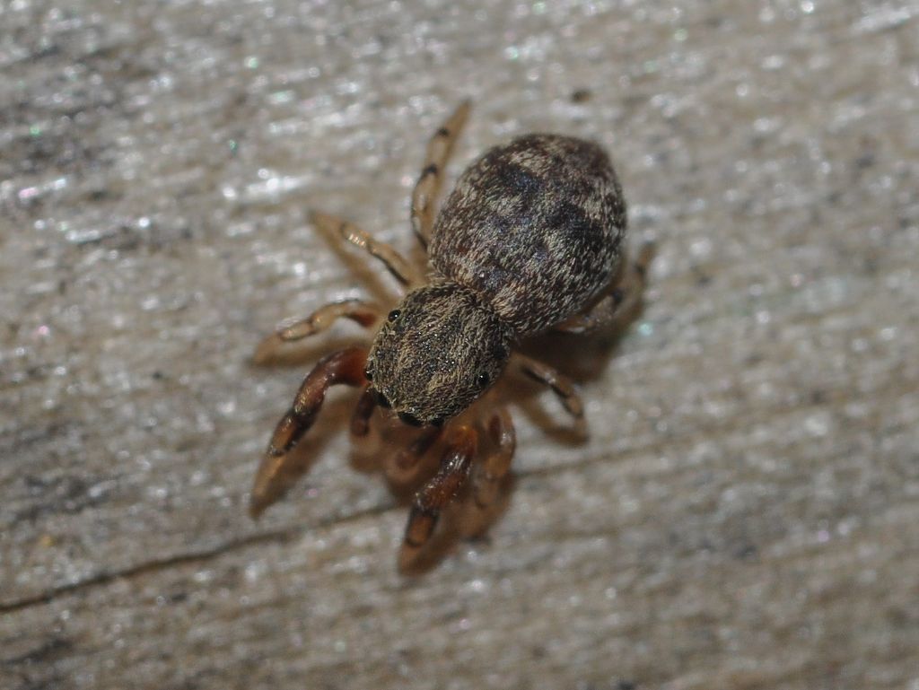 Salticidae da 3 mm.: Ballus chalybeius, giovane - Magenta (MI)